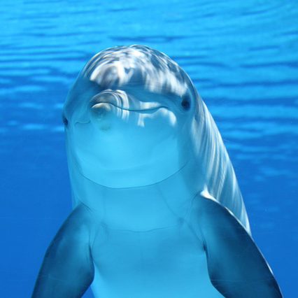 cropped-dolphin-203875_640-2.jpg