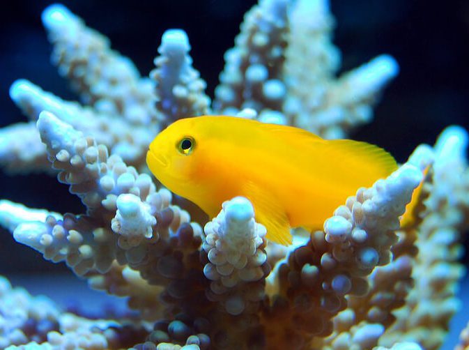 cropped-fish-2694430_1280-1-3.jpg